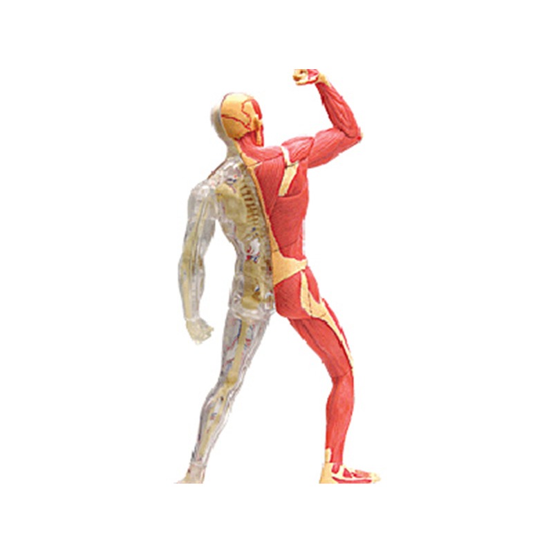4d ماستر العضلات البشرية الهيك - مراجعة Medical Lab Assistant وسعره